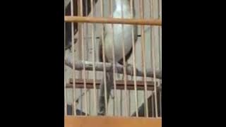 Si Pemalu Cica Koreng Ngoceh Irama Bervariasi