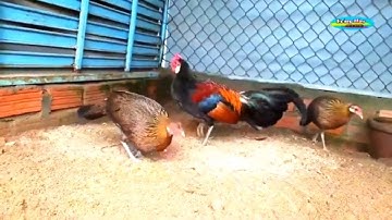 Chú gà trống rừng tai trắng mới thay bộ lông đen mới [Hoàng Thắng]