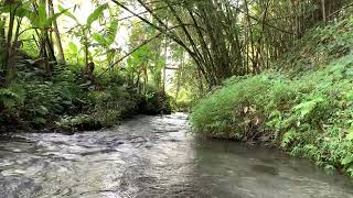 Soothing Natural Tropical River Sounds Flowing Under The Bamboo Trees - Relax /Sleep /Study