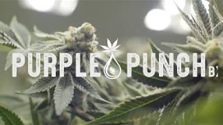 Purple Punch Bx - Cedar Creek Cannabis - I502 Marijuana