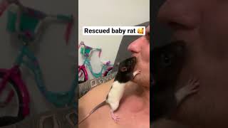RESCUED BABY RAT 🐀🥰