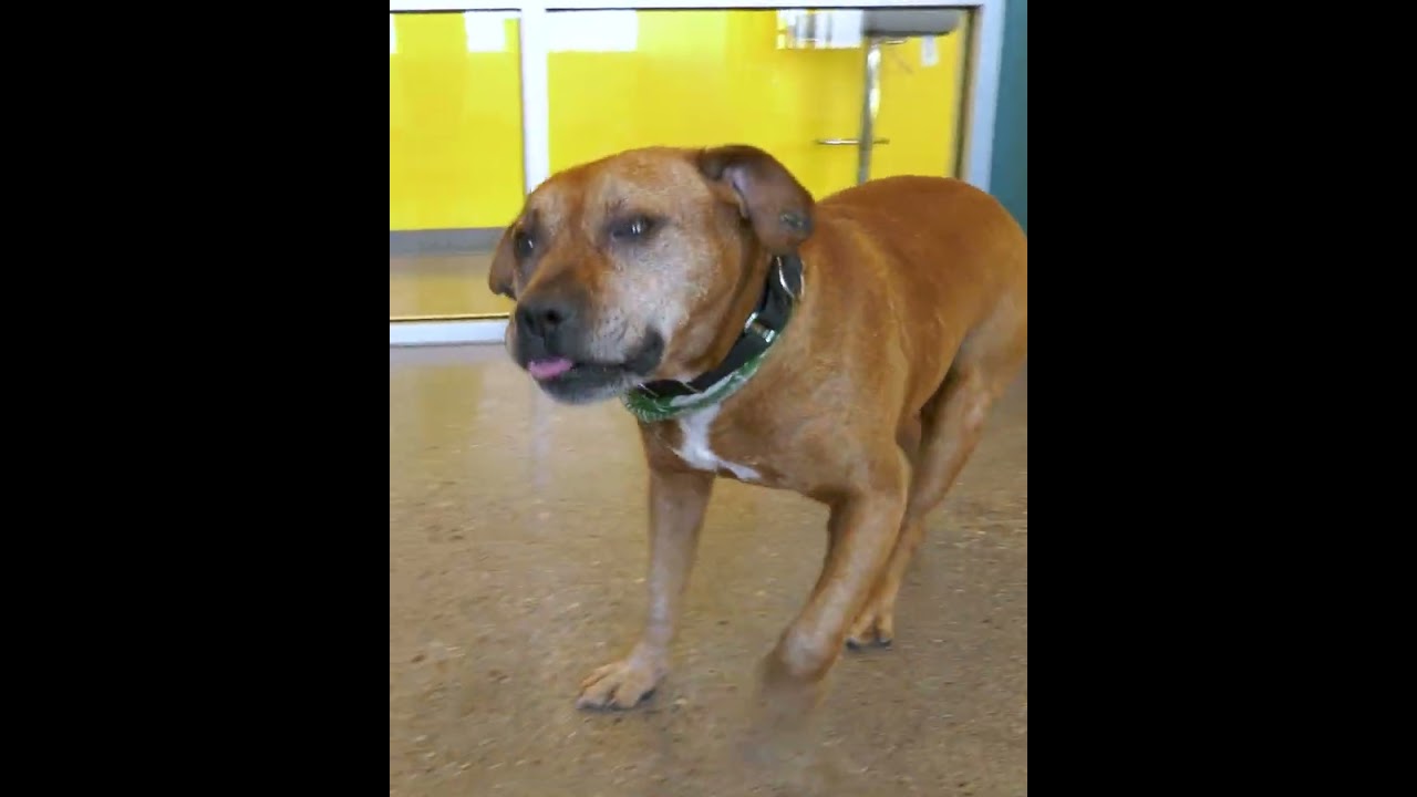 Pinal Pets Episode 192 - Meet Red