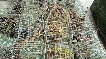 Thăm Bẫy Chuột Cống Nhum, Tập 164(chỉ còn lúa)#ccvlog