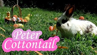 🐰 Here Comes Peter Cottontail 🐇 - Easter Song 🐣 with Bunnies - Kicles Sing Along