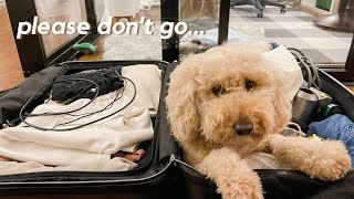 Separated from my dog for 7 weeks // Dramatic Reunion // f1b Mini Goldendoodle