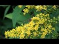 Test-Sony cx115  (Nature- Pollination )