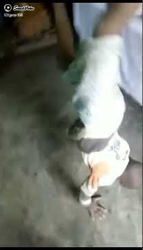 anak kecil joget ketimpa kuah