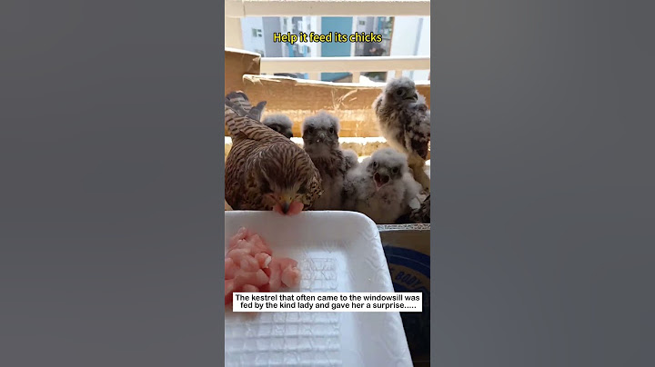 Windowsill Romance #animals#animalfriendshipgoals #wildlife #love #lovestory #kestrel #cute