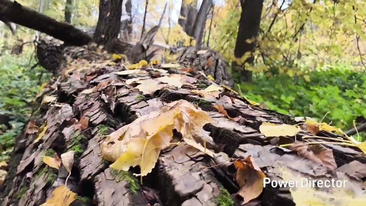 Тамбовская обл. Усадьба Снежкова. 12.10.25 г. 