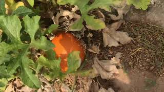 How to grow a Max pumpkin from seed 16 weeks.  / Jack o lantern pumpkin