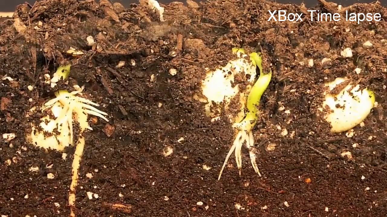 Beans Grow Time Lapse | Beans Growing Timelaps From Seed to Plant - YouTube