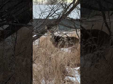 Locked in aSilent Standoff:The Mysterious Buck That Stared Without Moving for What Felt Like Forever