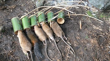Primitive Wild Man: Create Amazing Bamboo Trap to Catch Rats and Squirrels in the forest
