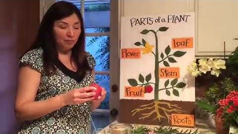 EDMU 525 Science Lesson - Parts of a Plant