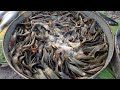 Lucknow Fish Market/Cat Fish/Singi Fish/ Mangur Fish/Snake head Fish/Fishing Man