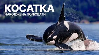 За межами страху: справжній світ косаток