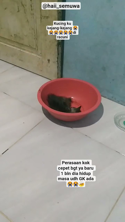 kucingku hilang 2 meninggal 3 masih 3 KLO ini udh GK ada pasti masih 2 yg asli yg kejang² ada 2 #sad