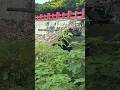 雲豹躲起來😎城鎮韌性演習
