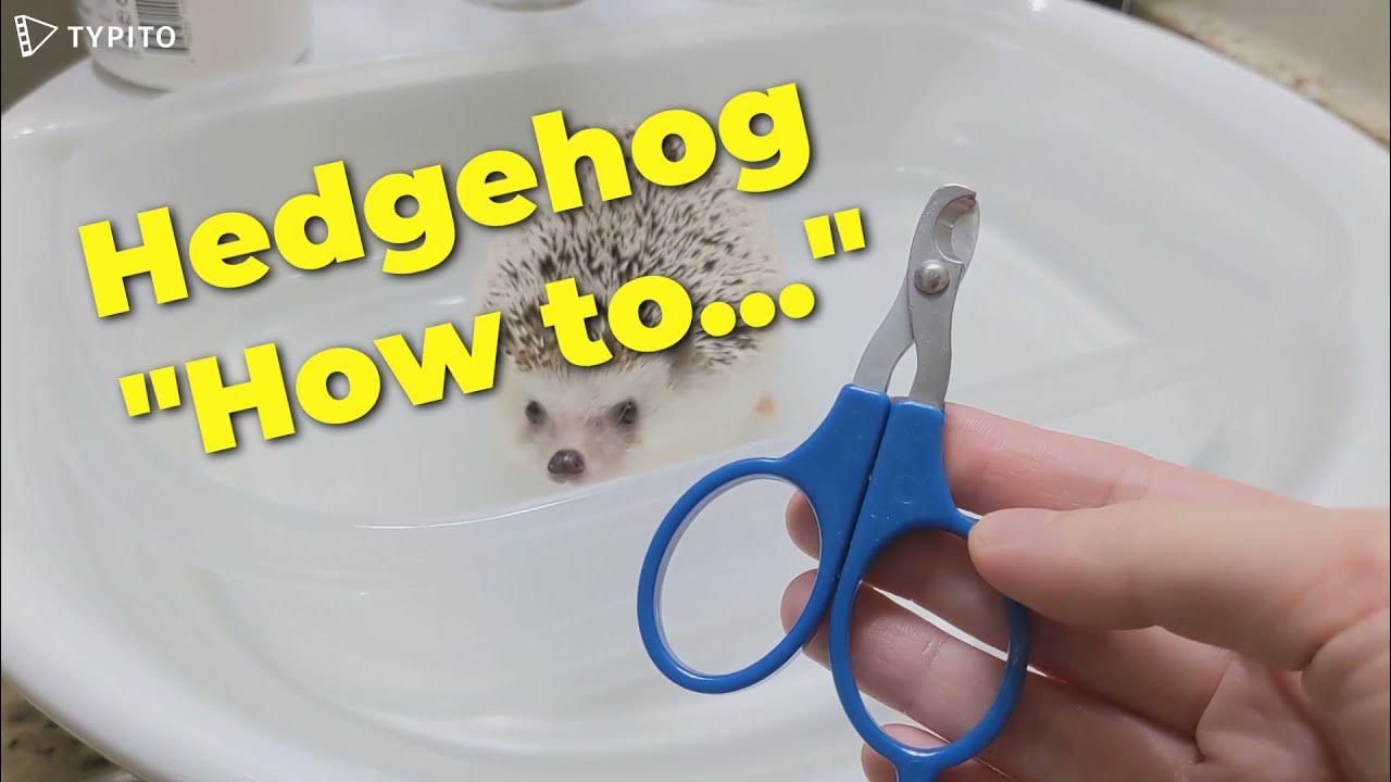 How to Trim Hedgehog Nails! (Bath method!) YouTube