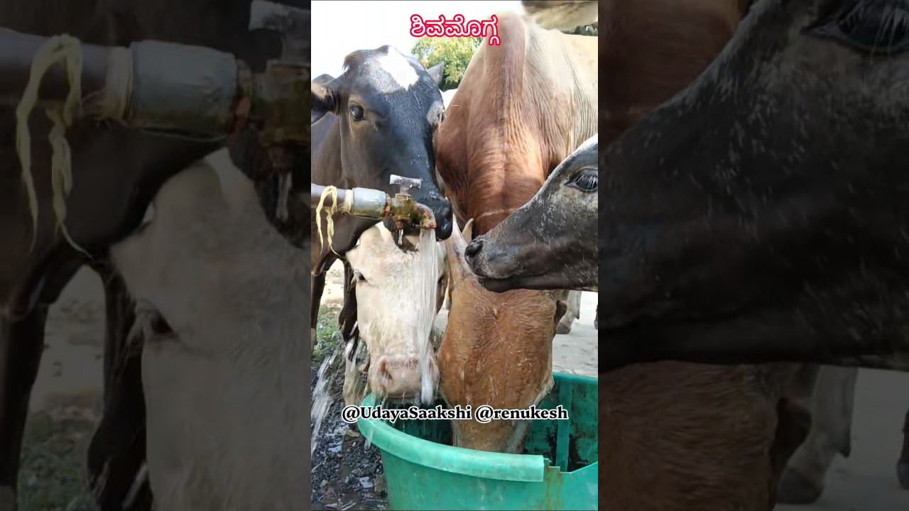 shimoga | ಶಿವಮೊಗ್ಗ : ನೀರಿಗಾಗಿ ಪರಿತಪಿಸುತ್ತಿರುವ ಆಕಳುಗಳು 😥 (07/10/2026) #shimoga #shivamogga