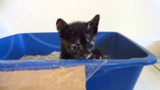 Tiny Black Tortie Foster Kitten Using Litter Box - 3 Weeks Old