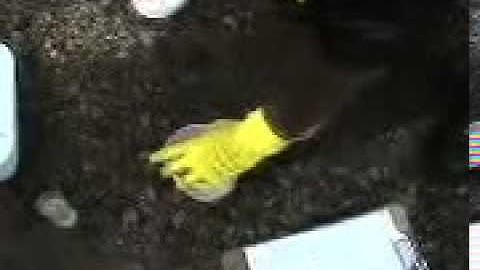 Water Testing: turbidity