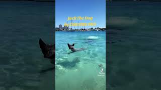 Jack The Dog by Cheater Five 