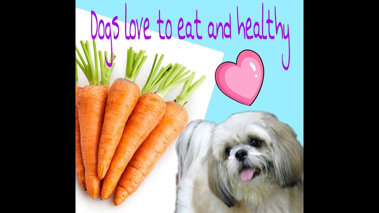 Are Carrots Good For A Shih Tzu