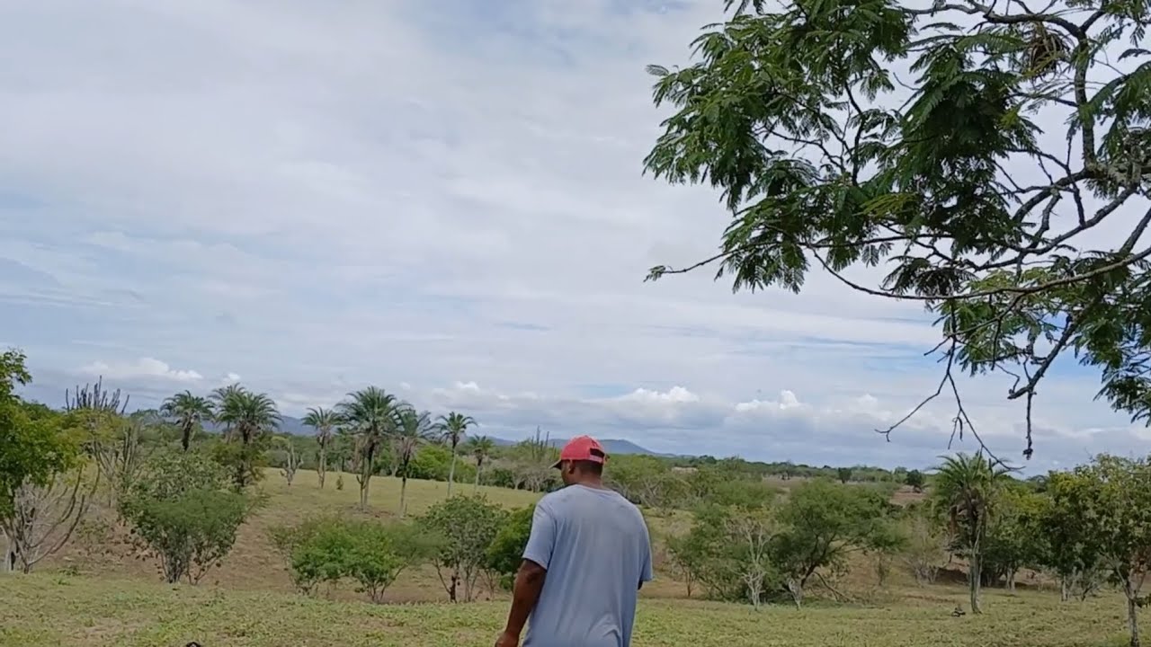CHUVA /PLANTANDO CAPIM +INICIAMOS O PLANTIO DE MILHO 