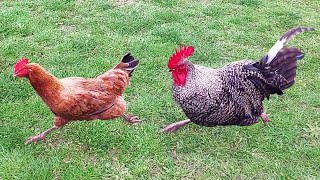 Silver Rooster likes all chickens.
