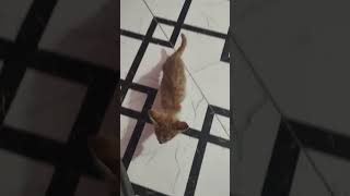cute naughty cat funny short#petlover