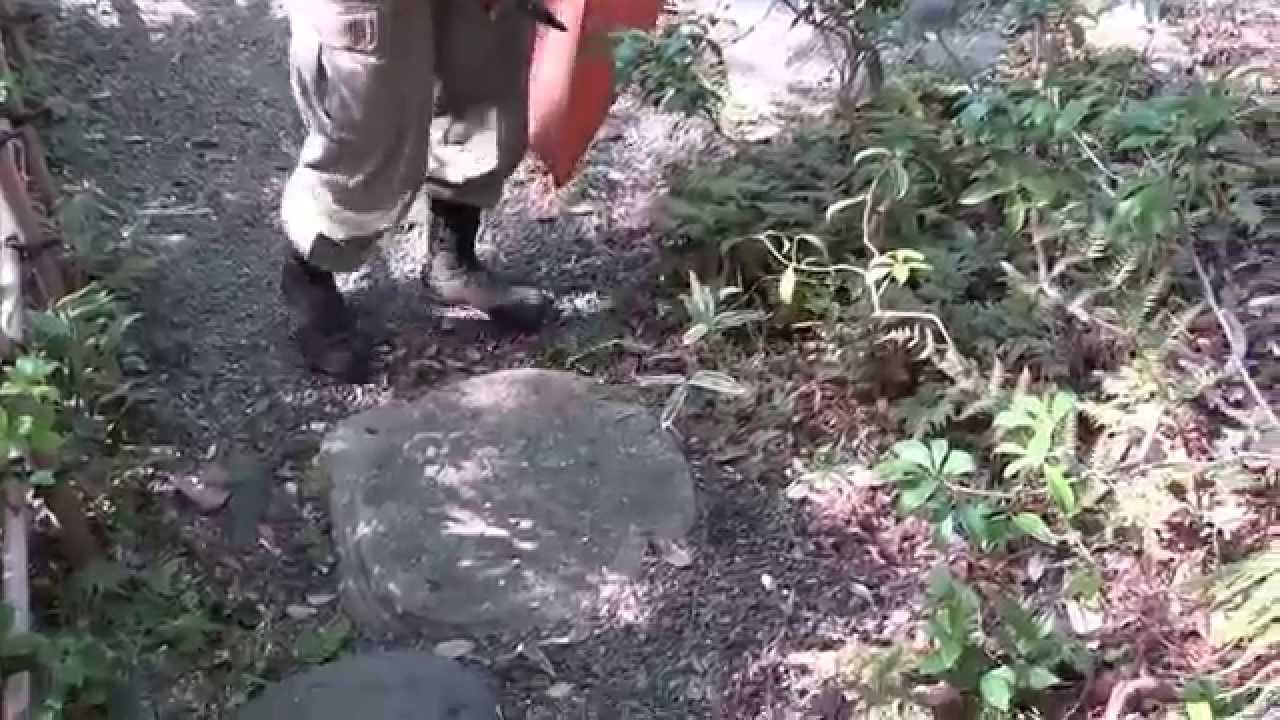 BONSAISENSEI   PARK IKEDAYAMA