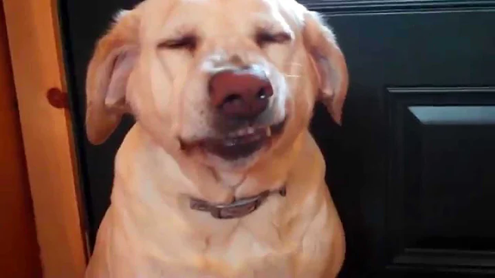 Denver Official Guilty Dog Video  www.facebook.com...