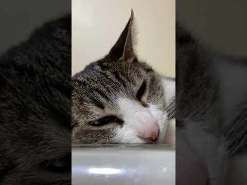 寝そうな猫 - My cat is sleepy - #Shorts