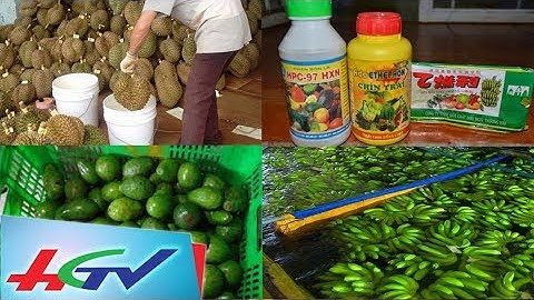 Ngâm hóa chất để trái cây chín nhanh