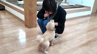 １番大切な事。これを覚えると犬は劇的な変化を起こします。【Golden Retriever japan】