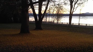The Day the Gingko Leaves Fell