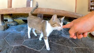 山の中腹の休憩所で出会った野良猫は超絶人懐っこい猫だった