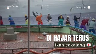 Puluhan ton ikan menyerang kapal jepang. Mantap sekali serangan nya . Pole and line japan