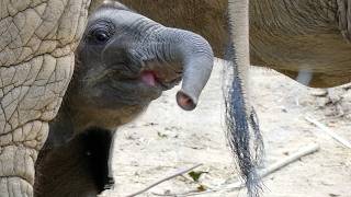 🐘 meet & great Maputo, the lil' elephant 🤣 28-9-2025 🗓️ chapter 189/2