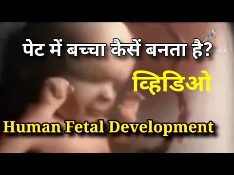 पेट में बच्चा कैसें बनता है? | Human Fetal Development | मानवी भ्रूण वाढ कशी होते?| genius science