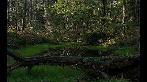 سورة ياسين بصوت القارئ عامر المهلهل