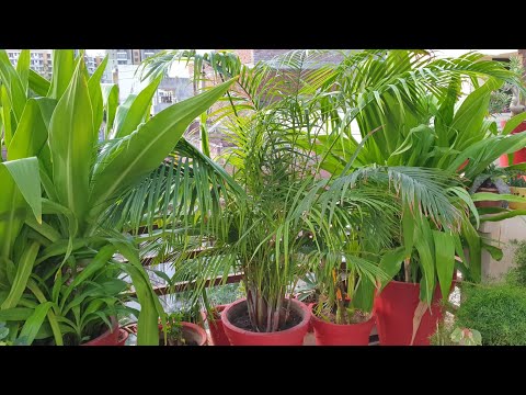 How to Prune Areca Palm || Fun Gardening