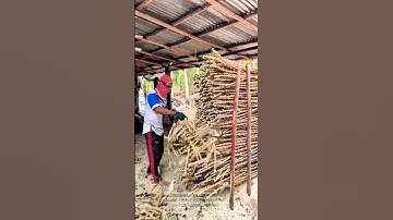 Cassava processing: efficiently cutting stems with a chainsaw