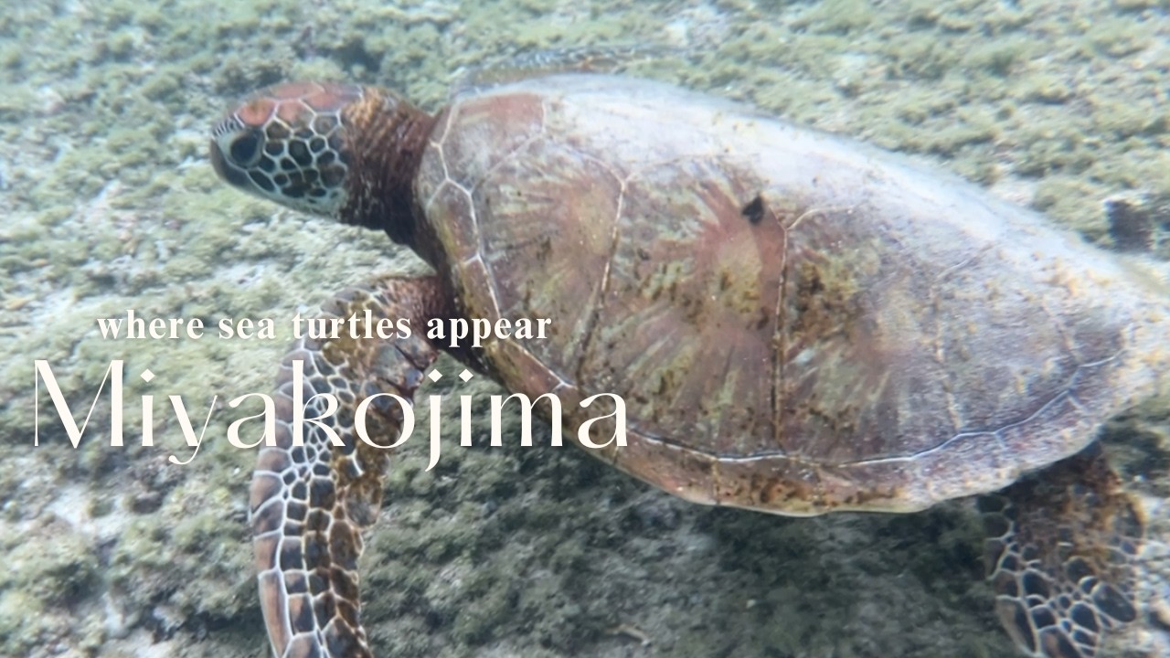 Тихое путешествие на Миякодзиму в низкий сезон | Морские черепахи и расслабляющий отдых в курорте