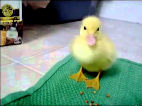 Baby Duck ჩვილი იხვი