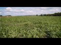 Grazing Cover Crops: Why Should a Livestock Producer Use Cover Crops?