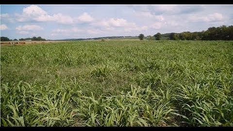 Grazing Cover Crops: Why Should a Livestock Producer Use Cover Crops?