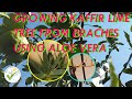 HOW TO GRAFT FRUIT TREES GROWING KAFFIR LIME FROM BRANCHES USING ALOE VERA #howtogrowkaffirlime