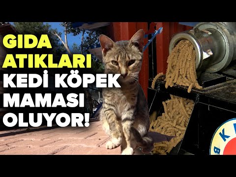 Video: Evcil Hayvan Maması Geri Çağırma Ve Gıda Güvenliği